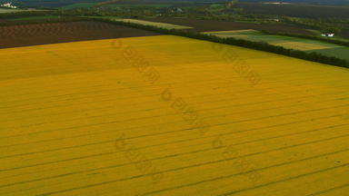 空中视图小麦场农村鸟眼睛视图黄色的油菜籽场